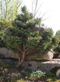 Albero in miniatura, Pinus sylvestris L., pino rosso