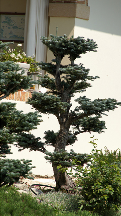Bonsai di Pinus